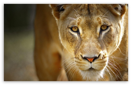 beautiful_female_lion-t2